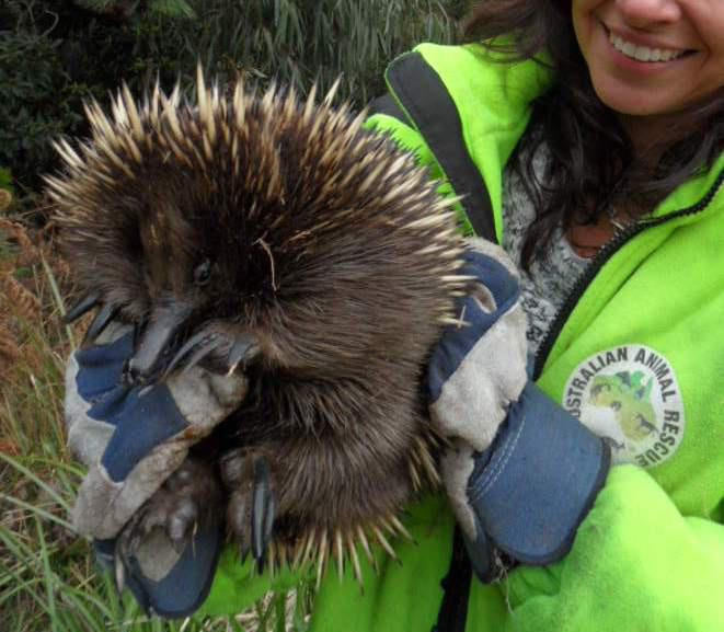 Australian Animal Rescue Organisation