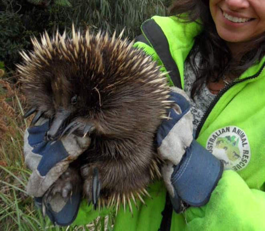 An Echidna Takes A Tumble