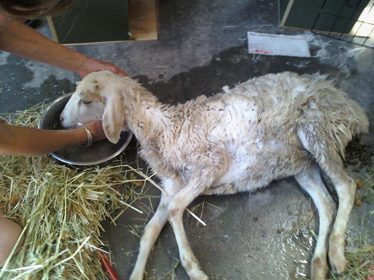 Atrocious Goat Cruelty